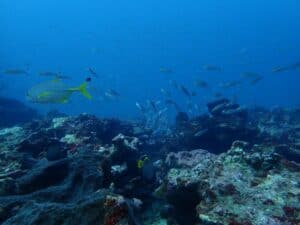 scuba diving Kalpitiya