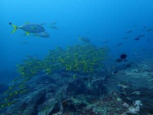 scuba diving Kalpitiya