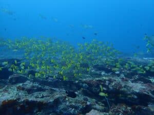 scuba diving Kalpitiya