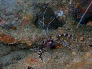 scuba diving Kalpitiya