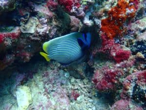scuba diving in Kalpitiya
