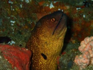 Morray eel, Kalpitiya