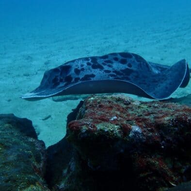 Marble ray. Scuba diving Kalpitiya