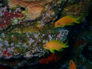 Scuba diving Kalpitiya