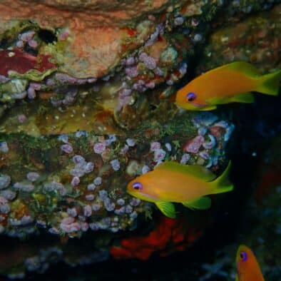 Scuba diving Kalpitiya