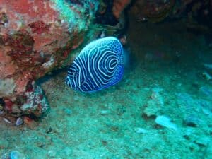 Scuba diving Kalpitiya