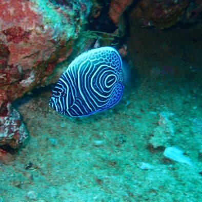 Scuba diving Kalpitiya