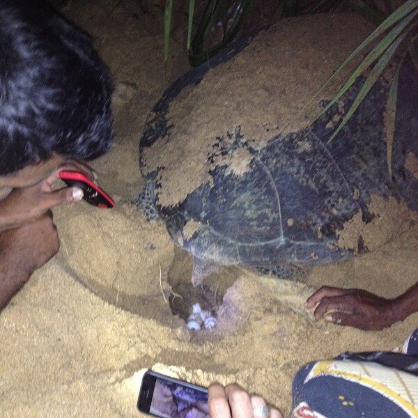 sea turtle laying eggs Alankuda